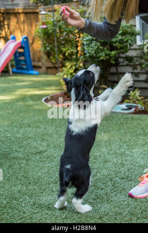 Di due mesi di età Springer Spaniel cucciolo, Tre, mendicando per un trattamento dal suo proprietario, in Issaquah, Washington, Stati Uniti d'America Foto Stock