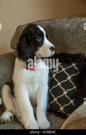 Di due mesi di età Springer Spaniel cucciolo, Tre, seduto in una sedia rivestita in Issaquah, Washington, Stati Uniti d'America Foto Stock