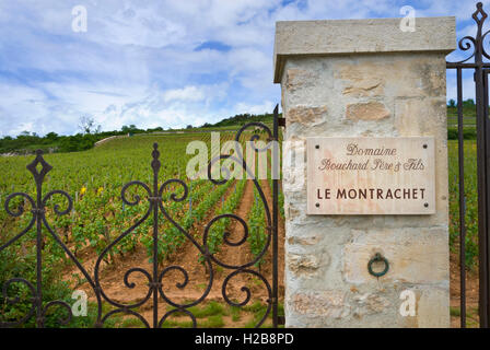Grand Cru Montrachet vigneto Domaine Bouchard pere & fils Beaune, Côte d'Or, Francia Côte de Beaune Foto Stock
