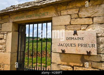 Grand Cru Montrachet vigneto Domaine Jacques Prieur Beaune, Côte d'Or, Francia Côte de Beaune Foto Stock