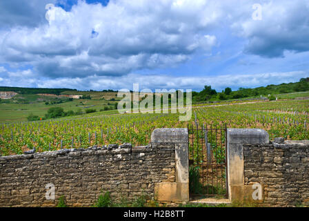 MONTRACHET VIGNA muro di pietra e ingresso al famoso Grand Montrachet vigna Puligny-Montrachet, Côte d'Or, Francia. Foto Stock