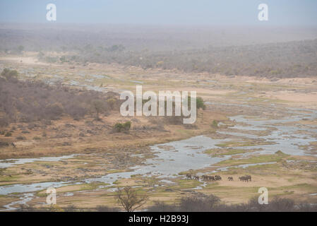 Branco di elefanti attraversando il fiume Olifants su un ventoso, giorno torbida a causa della sabbia stata soffiata intorno Foto Stock