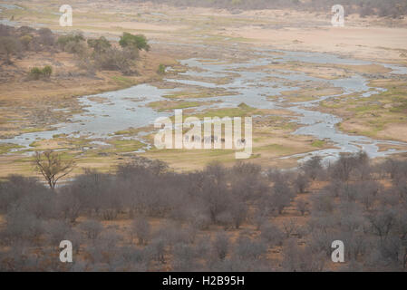 Un branco di elefanti in mezzo alla Olifants River Foto Stock