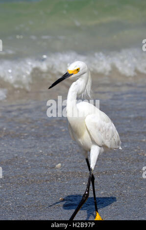 Un uccello passeggiate sulla spiaggia in Sarasota Florida Foto Stock