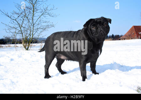 Pug, nero, adulto, in piedi nella neve, inverno Foto Stock