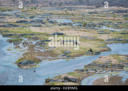 Hippo's fuori a pascolare durante la giornata al Parco Nazionale di Kruger Foto Stock