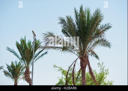 La sommità delle palme sullo sfondo azzurro del cielo Foto Stock