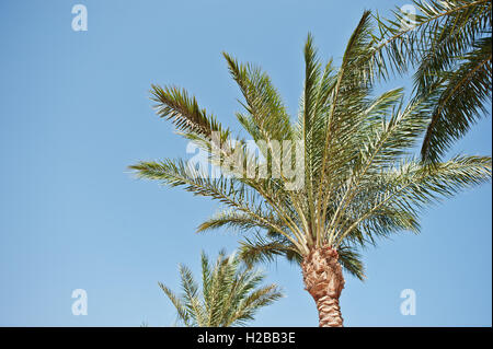 La sommità delle palme sullo sfondo azzurro del cielo Foto Stock