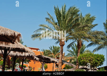 La sommità delle palme resort di sfondo Foto Stock