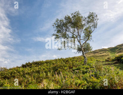 Albero solitario sul lato della montagna Foto Stock