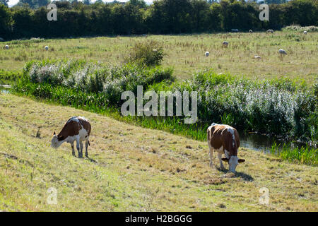 Le mucche al pascolo nei pressi di drenaggio reen, Gwent livelli, vicino a Newport, South Wales, Regno Unito Foto Stock