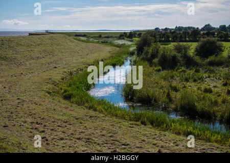 Il drenaggio reen, Gwent livelli, vicino a Newport, South Wales, Regno Unito Foto Stock