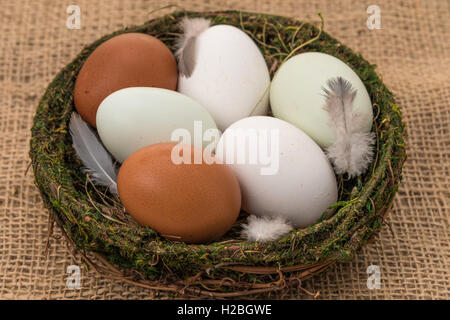 Una varietà di pollo fresco uova in un cestino. I tipi sono Maran Isola, Ameraucana blu e bianco uova. Foto Stock