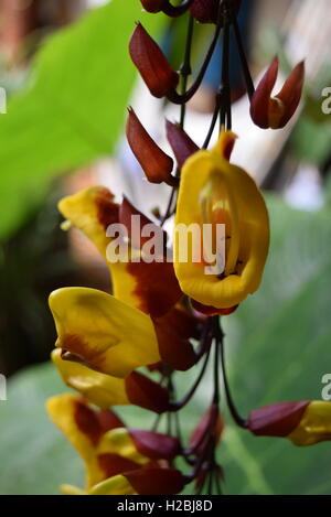 Giallo tropicale e fiori di colore marrone che si trovano nel giardino di un hotel in Antigua, Guatemala Foto Stock