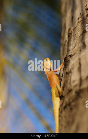 Un ansa giallo asia garden lizard Calotes versicolor Crested Tree Lizard con sfondo blu su un albero in con plam lasciare Foto Stock