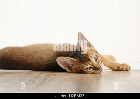 Colore selvatico gattino abissino 3 mese giacente sul tavolo cercando di fotocamera Foto Stock