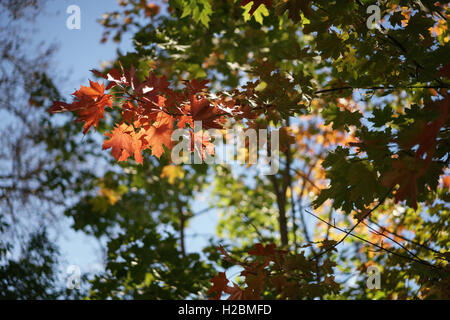 Rosso di foglie di acero in autunno Foto Stock