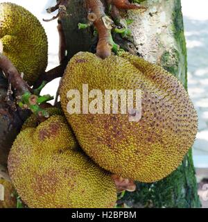 Jackfruit che cresce su un albero in Vietnam Foto Stock