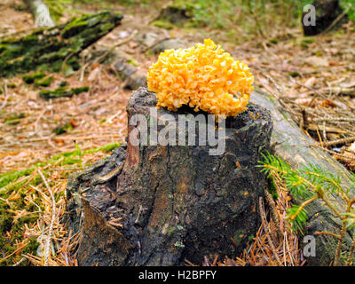 Legno giallo cavolfiore funghicoltura sul moncone di legno in una foresta di autunno Foto Stock