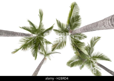 Plam alberi isolati su sfondo bianco,questo guarda verso l'alto da terra. Foto Stock