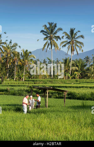 Indonesia, Bali, Payangan, Susut, turisti in campi di riso in montagna con western vulcani a distanza Foto Stock