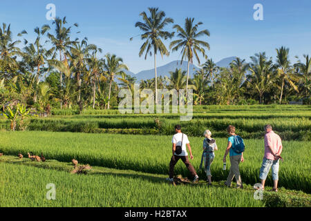 Indonesia, Bali, Payangan, Susut, i turisti a piedi attraverso i campi di riso con western vulcani a distanza Foto Stock