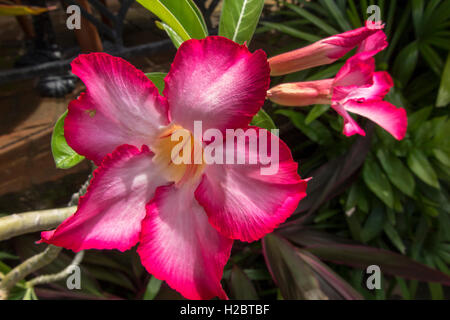Indonesia, Bali, flora, Desert Rose, Adenium obesum rosso e bianco fiori tropicali, dettaglio Foto Stock
