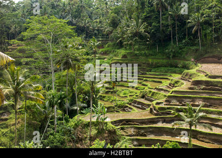 Indonesia Bali Ubud, Tegallang, attraenti terrazze di riso sulla ripida collina Foto Stock