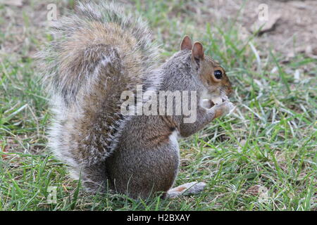 Scoiattolo casuale mangiare Foto Stock