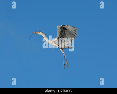 Airone cenerino, Ardea cinerea, tornando al suo nido sito con alcuni materiali di nidificazione. Lancashire, Regno Unito Foto Stock