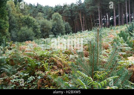 Di Pino silvestre (Pinus sylvestris) alberi che crescono in una piantagione di silvicoltura, UK. Foto Stock