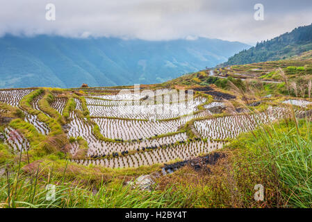 Cinese i campi di riso in tempo nuvoloso. Anatre in primo piano. Foto Stock
