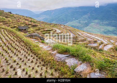 Cinese i campi di riso in nuvoloso meteo Foto Stock