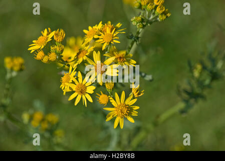 Giallo erba tossica, Jacobaea vulgaris, pianta flowering in Hungerford comune, Berkshire, Agosto Foto Stock