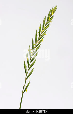 Gramigna, Elymus repens, fioritura spike di importanti erbaccia agricoli Foto Stock