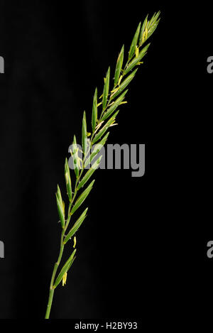 Gramigna, Elymus repens, fioritura spike di importanti erbaccia agricoli Foto Stock