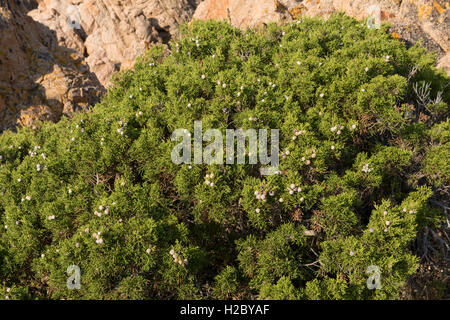 Ginepro fenicio o arar, Juniperus phoenicia, con frutti di bosco in granito rosso costa di Isola Rosa, Sardegna Foto Stock