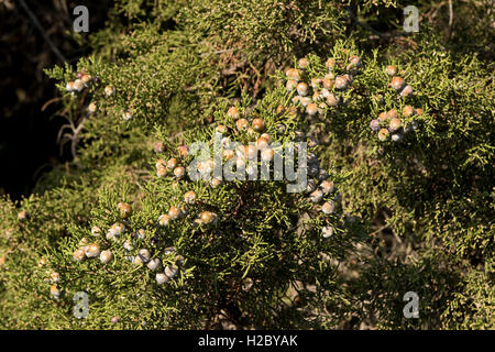 Ginepro fenicio o arar, Juniperus phoenicia, con frutti di bosco in granito rosso costa di Isola Rosa, Sardegna Foto Stock