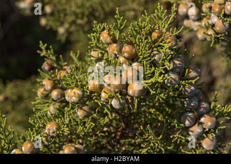 Ginepro fenicio o arar, Juniperus phoenicia, con frutti di bosco in granito rosso costa di Isola Rosa, Sardegna Foto Stock