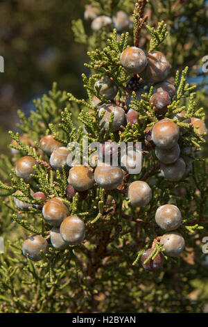 Ginepro fenicio o arar, Juniperus phoenicia, con frutti di bosco in granito rosso costa di Isola Rosa, Sardegna Foto Stock