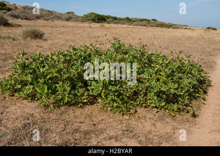 Wild Fig Tree, Ficus carica prostrati arbusto / albero sulla costa della Sardegna, Settembre Foto Stock