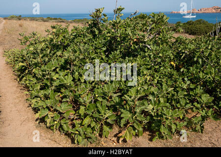 Wild Fig Tree, Ficus carica prostrati arbusto / albero sulla costa della Sardegna, Settembre Foto Stock