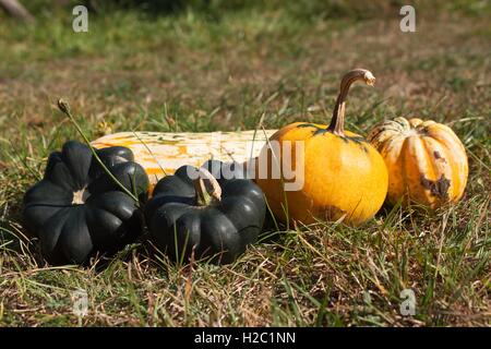 Zucche ornamentali su sfondo verde. Raccolto autunnale. Foto Stock