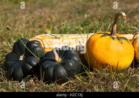 Zucche ornamentali su sfondo verde. Raccolto autunnale. Foto Stock