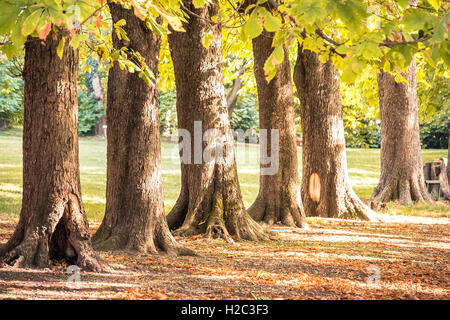 Tronchi di albero autunno riga park Foto Stock