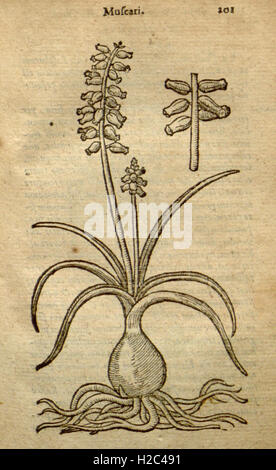 Caroli Clusii Atrebatis Rariorum stirpium aliquota (pagina 201) Foto Stock