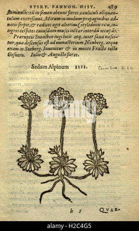 Caroli Clusii Atrebatis Rariorum stirpium aliquota (pagina 489). Foto Stock