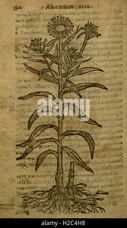 Caroli Clusii Atrebatis Rariorum stirpium aliquota (pagina 532) Foto Stock