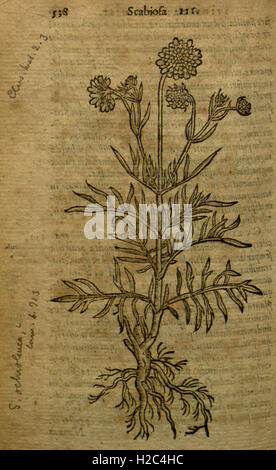 Caroli Clusii Atrebatis Rariorum stirpium aliquota (pagina 538) Foto Stock