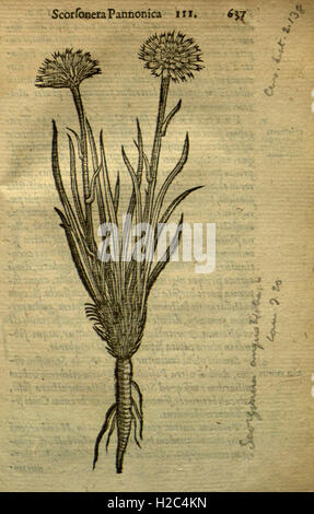 Caroli Clusii Atrebatis Rariorum stirpium aliquota (pagina 637) Foto Stock